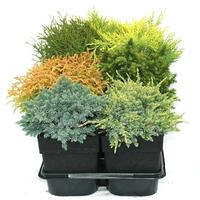 Conifers in varieties- low growing/ball