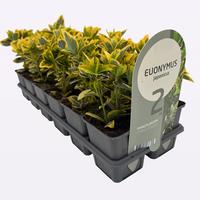 Euonymus jap. Aureomarginatus