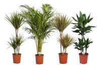 Houseplants in varieties Air So Pure