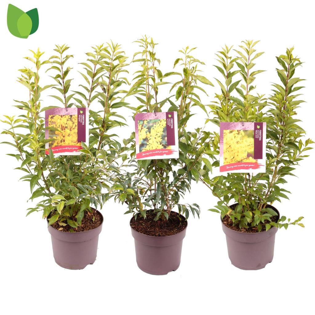 Picture of Forsythia intermedia in varieties P26 (7.5 Ltr)
