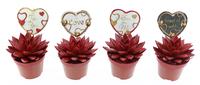 Echeveria miranda red glitter + love label