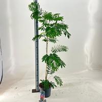 Albizia jul. Ombrella
