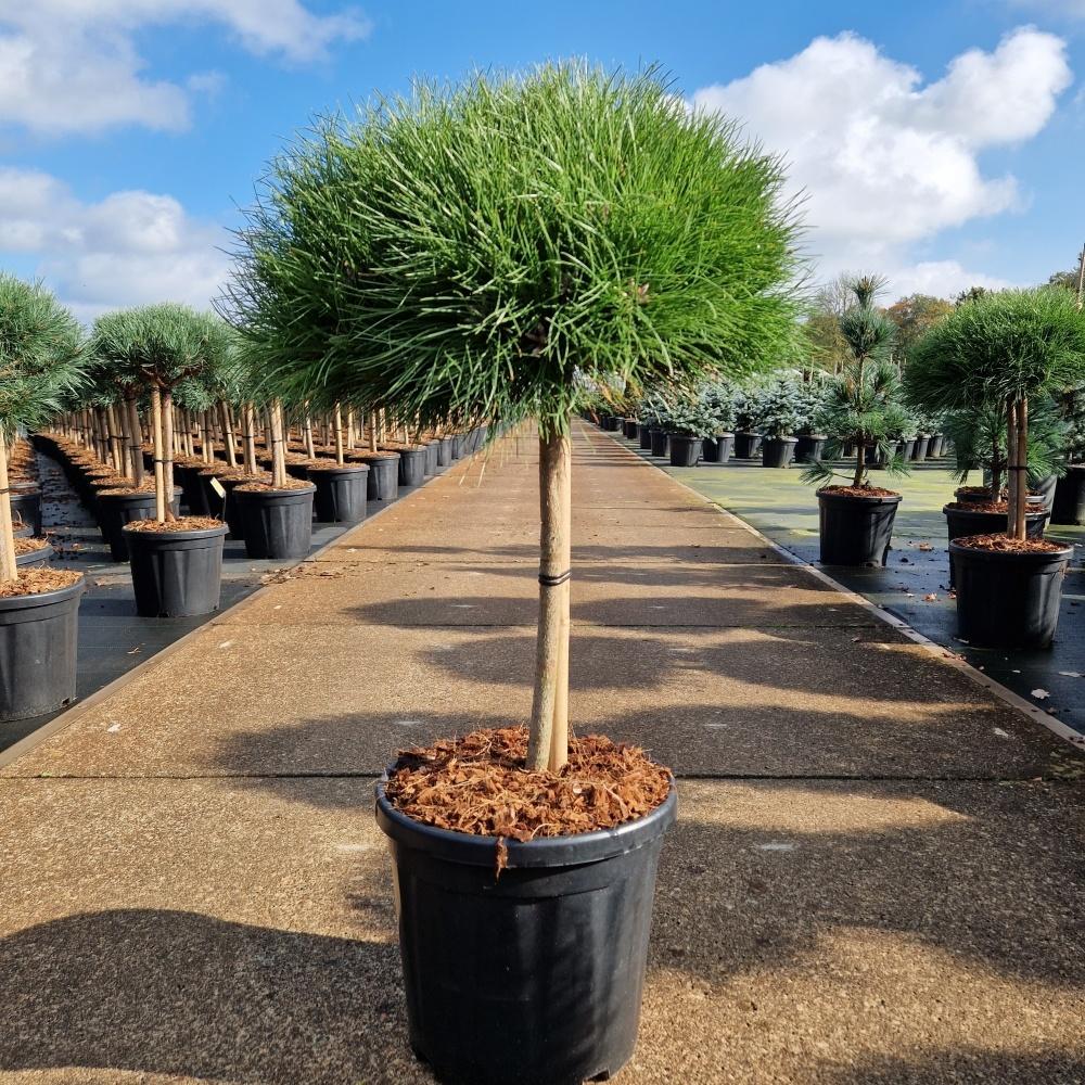 Billede af Pinus nigra Marie Bregeon C18 40/STD-35-40-HEAD