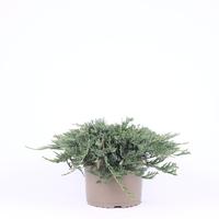 Juniperus hor. Wiltonii