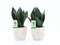 Sansevieria Black Diamond in Sculpture ceramic