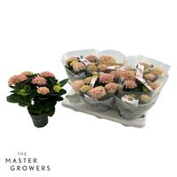 Hydrange macr. Magical Revolution Pink 5-6 Flowers