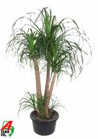 Nolina recurvata branched - 3ft