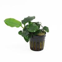 Anubias nana thick leaf