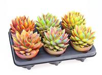 Echeveria Miranda chameleon special