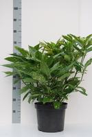 Aucuba jap. Variegata