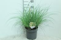 Miscanthus sin. Adagio