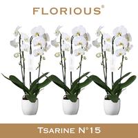 Phalaenopsis hybrid Grandiflora Cascade White in Decopot
