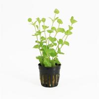 Lysimachia aurea