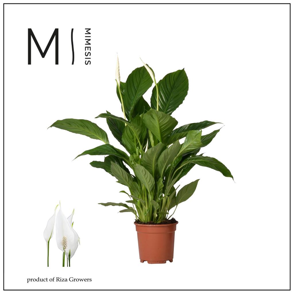Picture of Spathiphyllum Vivaldi Mimesis P17 65CM
