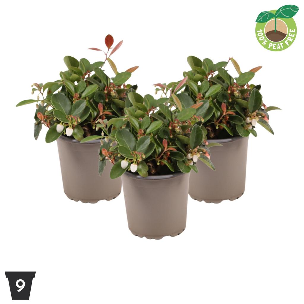Picture of Gaultheria Big Berry P9 Peat Free