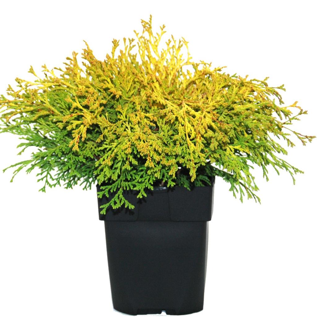 Picture of Chamaecyparis obtusa Kamarachiba P17 (2 Ltr)