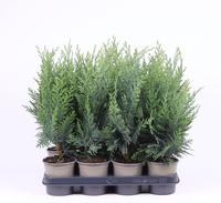 Chamaecyparis law. Columnaris