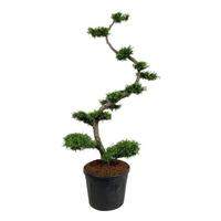 Thuja occ. Brabant