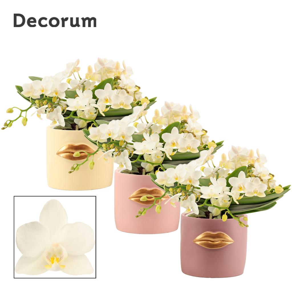 Picture of Phalaenopsis hybrid Table Whitney in Lovely ceramic P12 4 spikes 20+ flowers height 25 cm