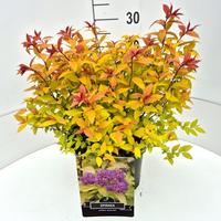 Spiraea jap. Goldflame