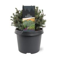 Picea gl. Echiniformis