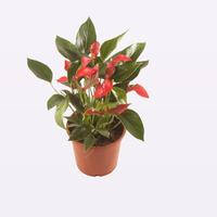 Anthurium Trillions Red