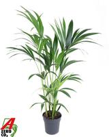 Howea forsteriana (Kentia) 6PP
