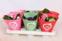 Gloxinia MORE LIPS