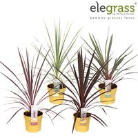 Cordyline in varieties