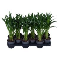 Dypsis Lutescens (Areca)