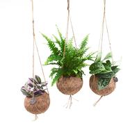 Kokodama Green varieties