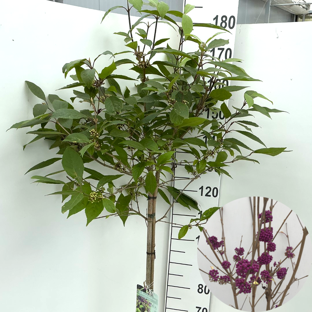Picture of Callicarpa bodinieri Autumn Glory P26 (7.5 Ltr) 120/STD