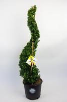 Ilex cr. Dark Green