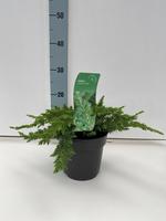 Juniperus con. Schlager