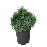Picea gl. Echiniformis