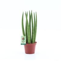 Sansevieria Cylindrica Straight