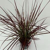 Pennisetum adv. Fireworks