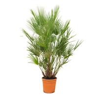 Chamaerops humilis