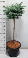 Picea pung. Glauca Globosa