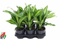 Dracaena Burley