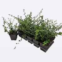 Cotoneaster suec. Coral Beauty