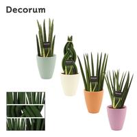 Sansevieria Cylindrica Mix in Carly (Craft world-collectio