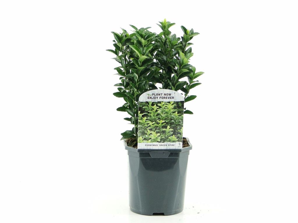 Picture of Euonymus jap. Green Spire P17 (2 Ltr) Square