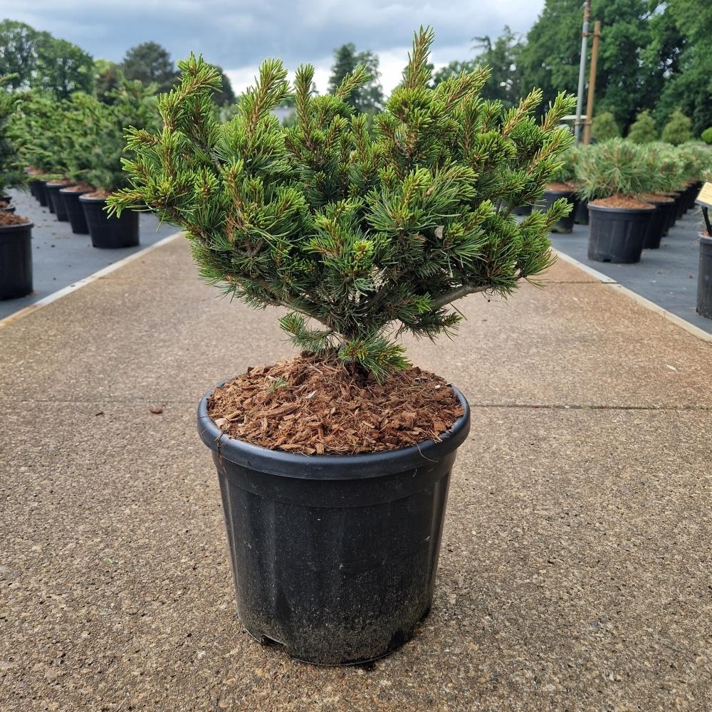 Picture of Pinus parviflora Kusu Dama C11 30/35
