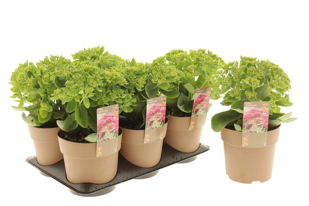 Picture of Sedum Seduction Yellow Delicat P15