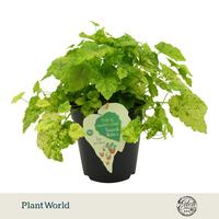 Tolmiea Menziesii variegata