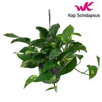 Scindapsus (Epipremnum) Hanging basket prunedback