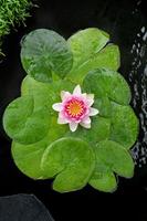 Nymphaea Attraction