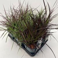 Pennisetum in varieties (exclusive)