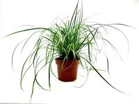 Carex osh. Everest